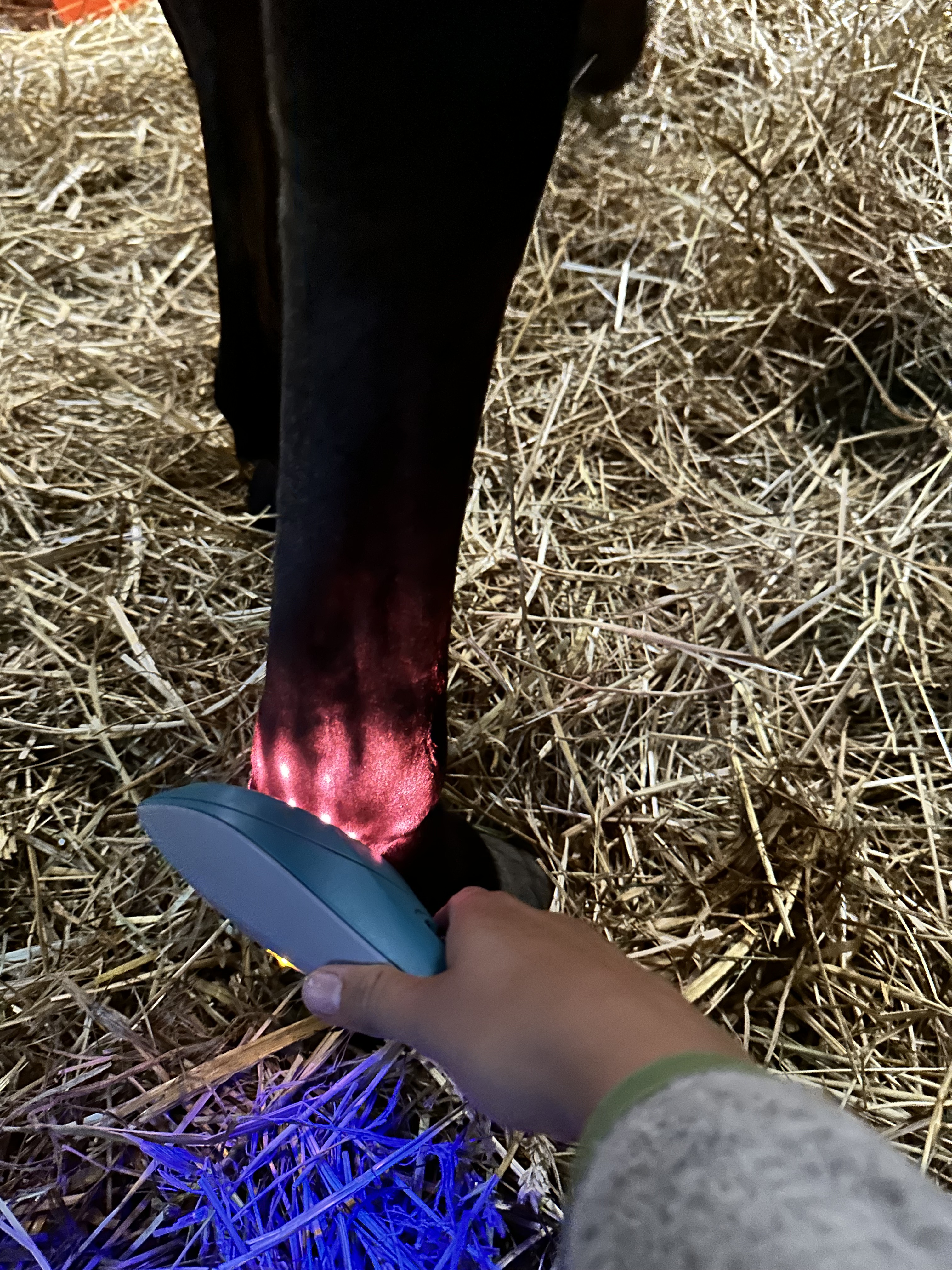 Laseranwendung am Pferd