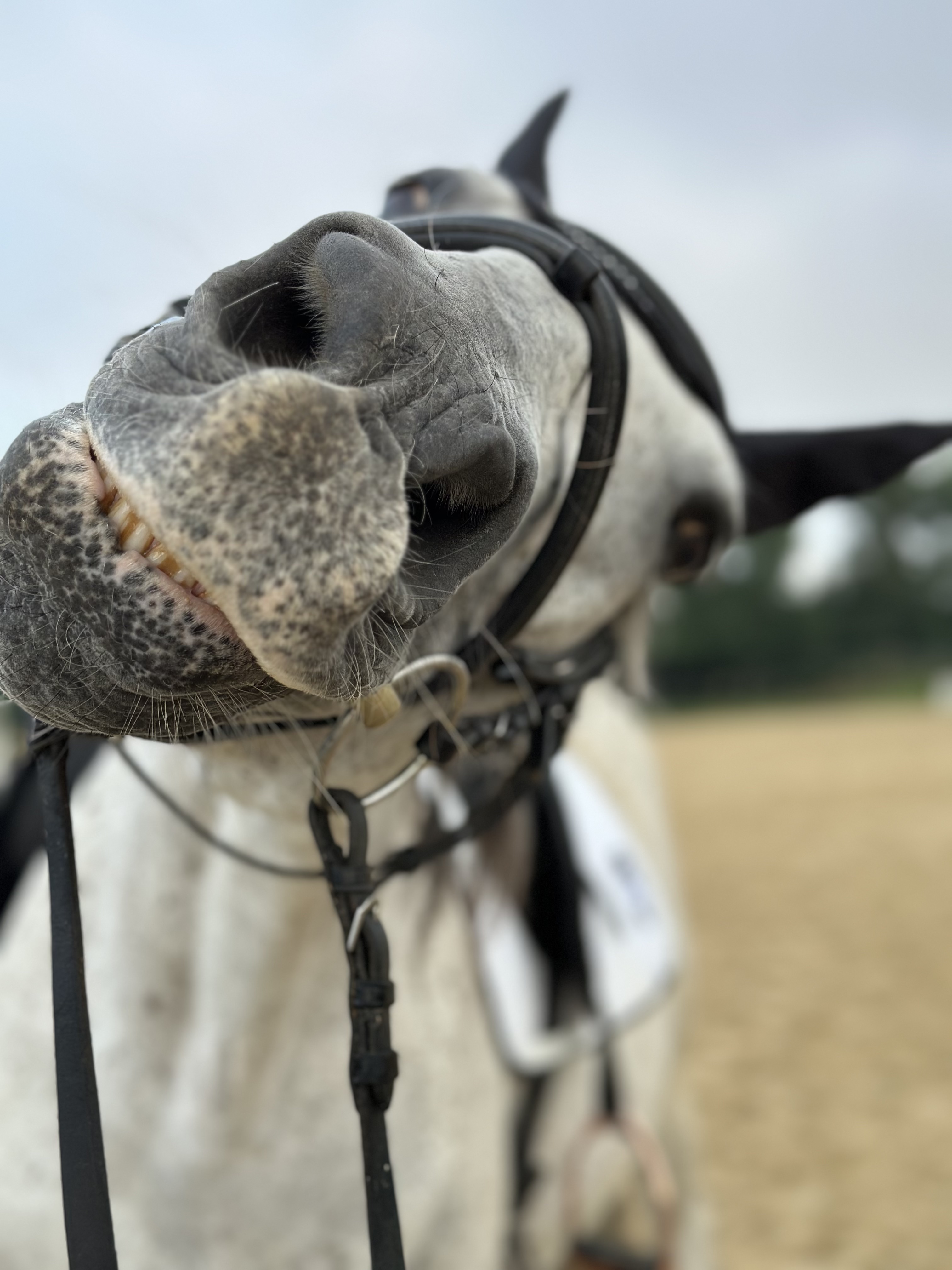 Portrait Pferd