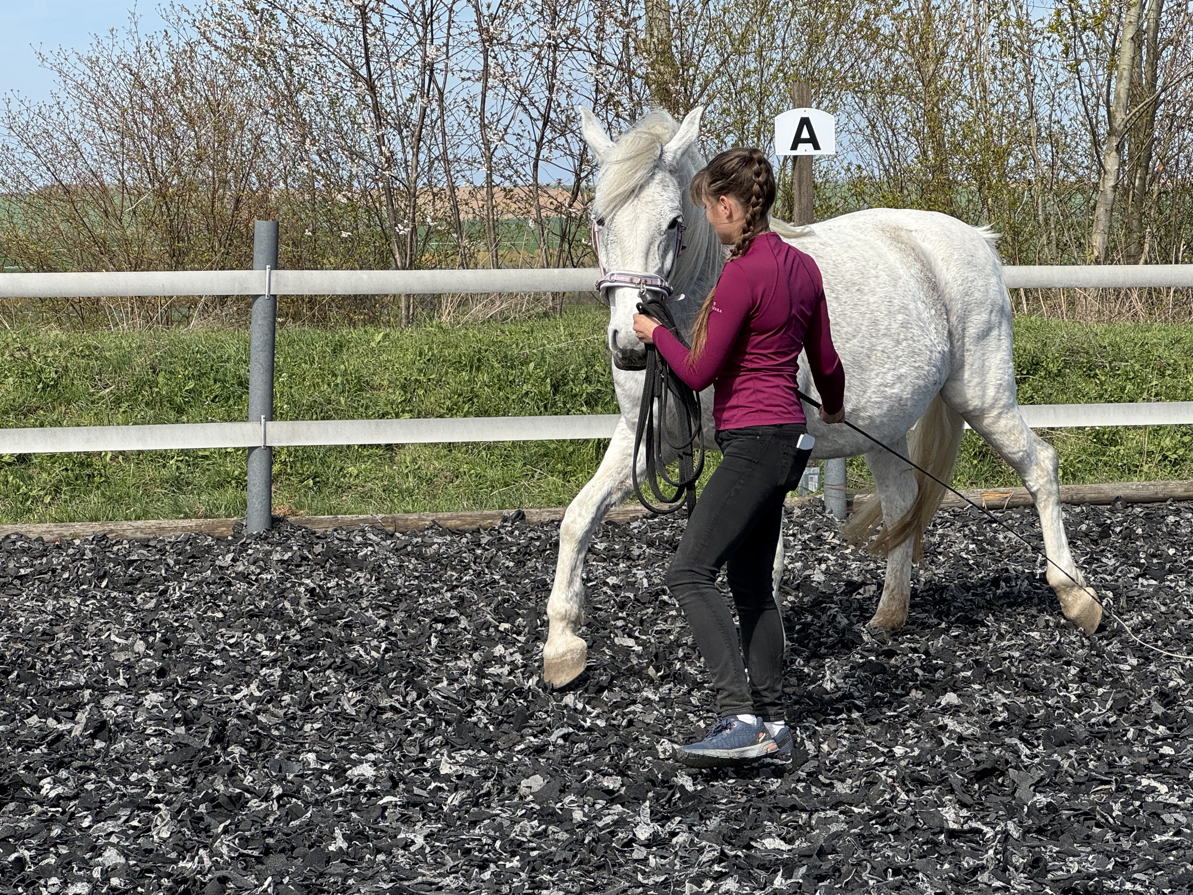 Bodenarbeit mit dem Pferd