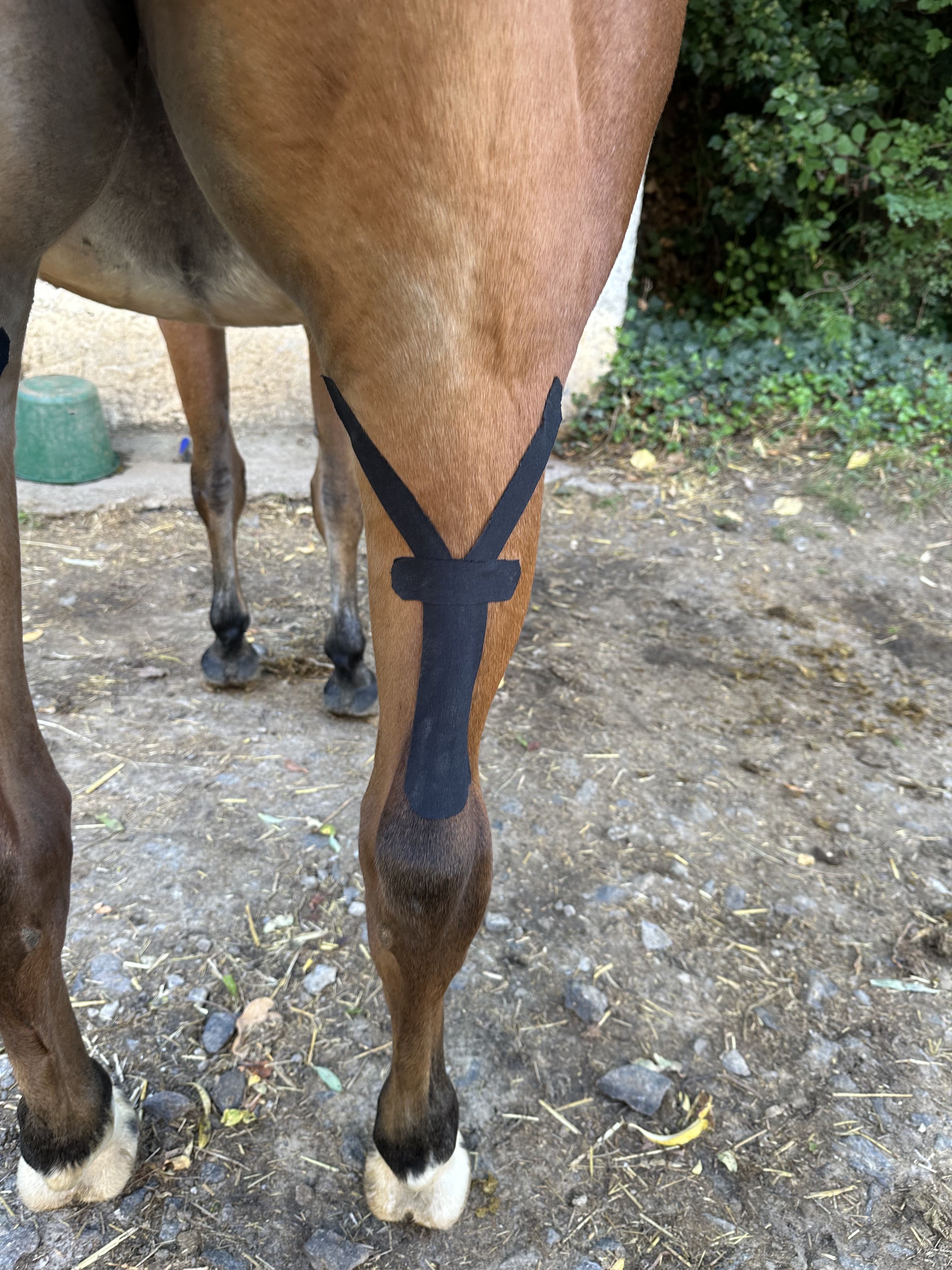 Kinesiotaping am Pferd