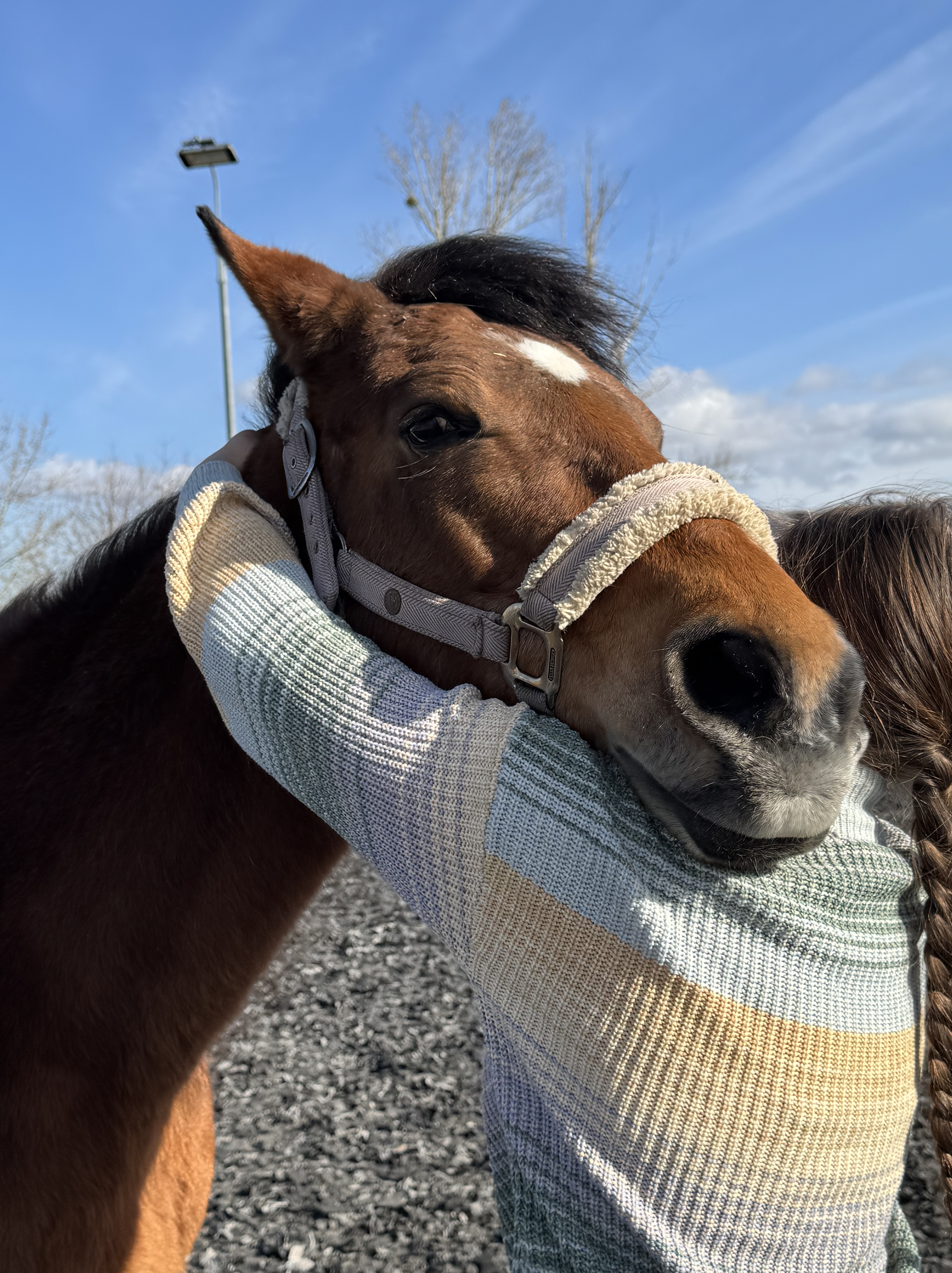 Chiropraktische Behandlung der Halswirbelsäule am Pferd