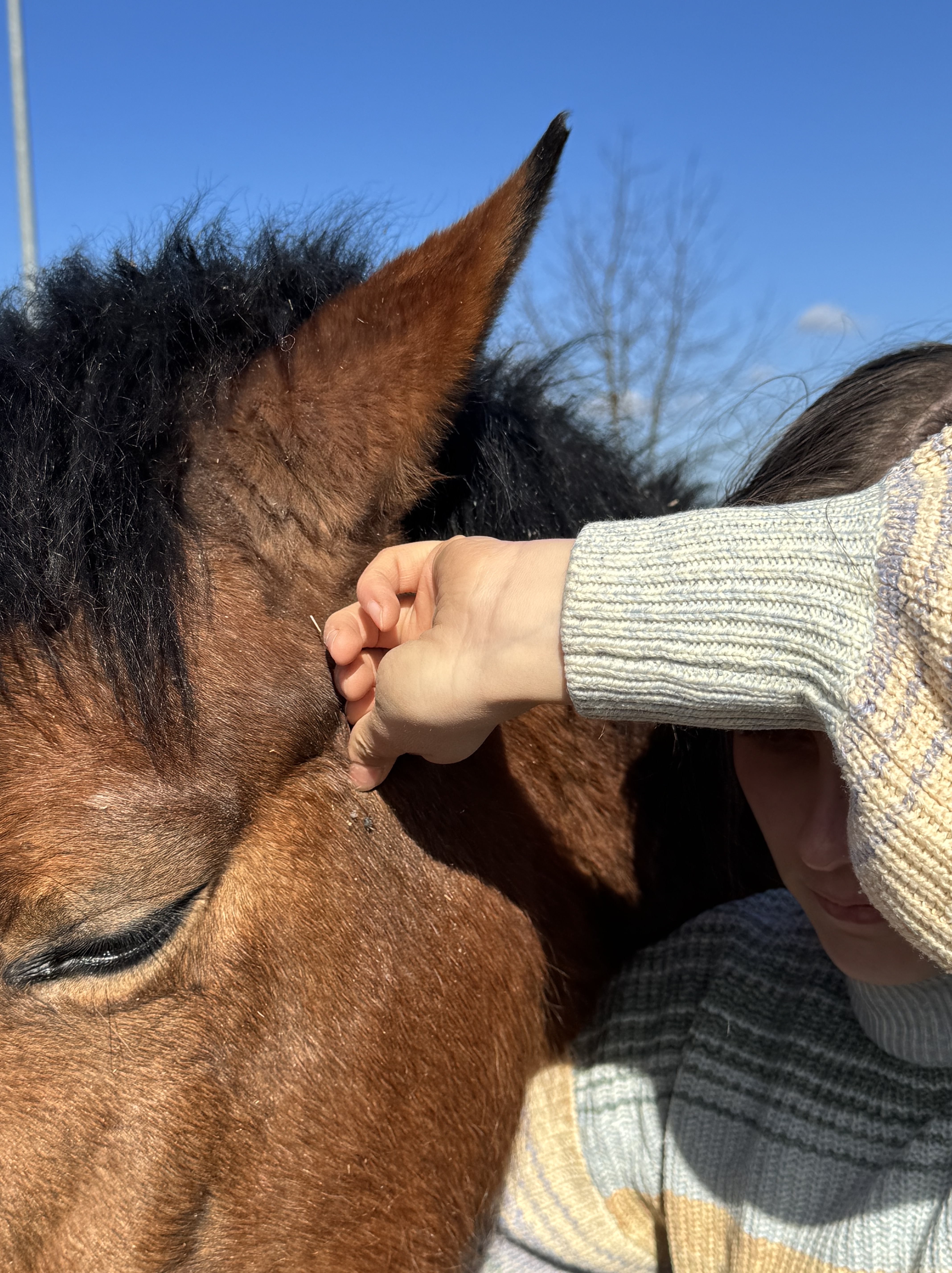 Chiropraktische Behandlung des Kiefergelenks am Pferd