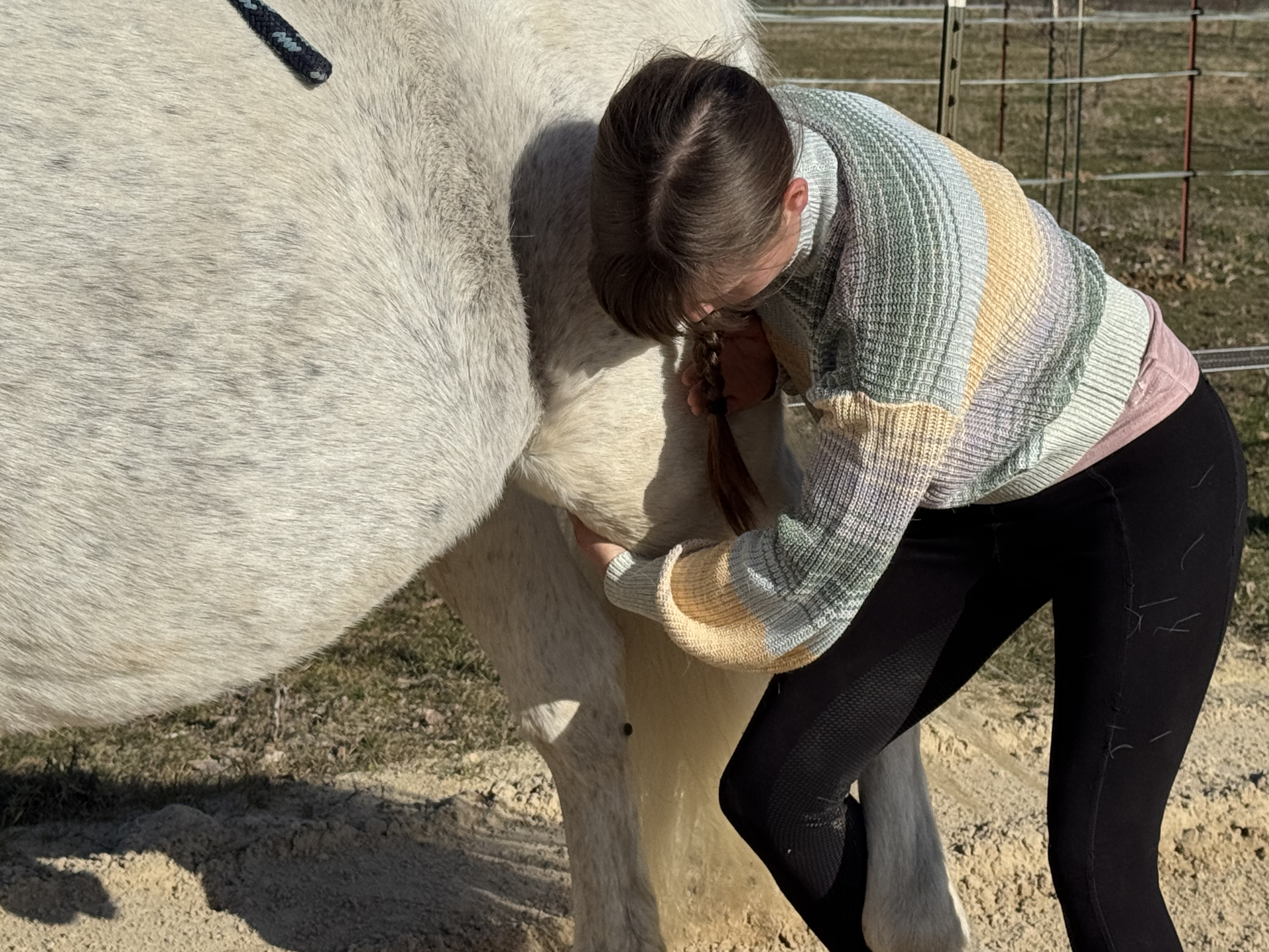 Chiropraktische Behandlung des Knies am Pferd
