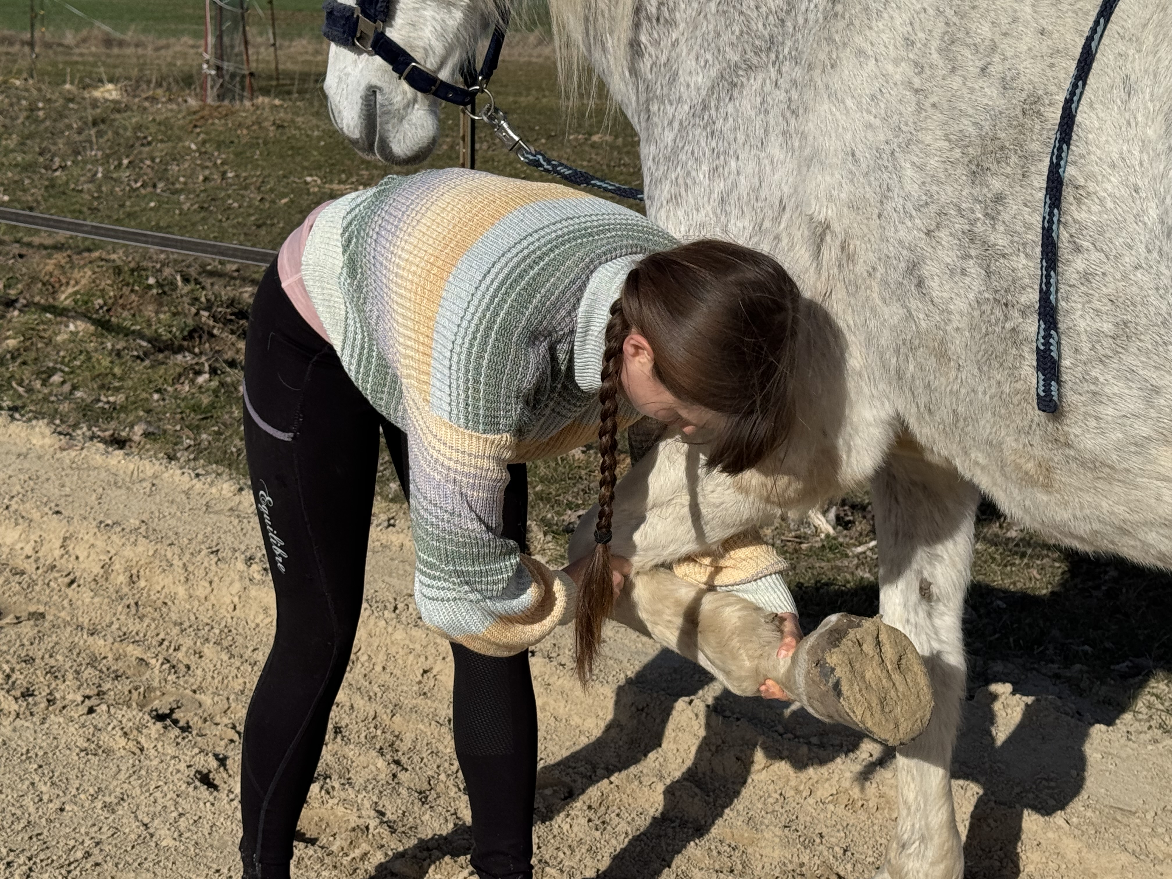 Chiropraktische Behandlung des Karpalgelenks am Pferd