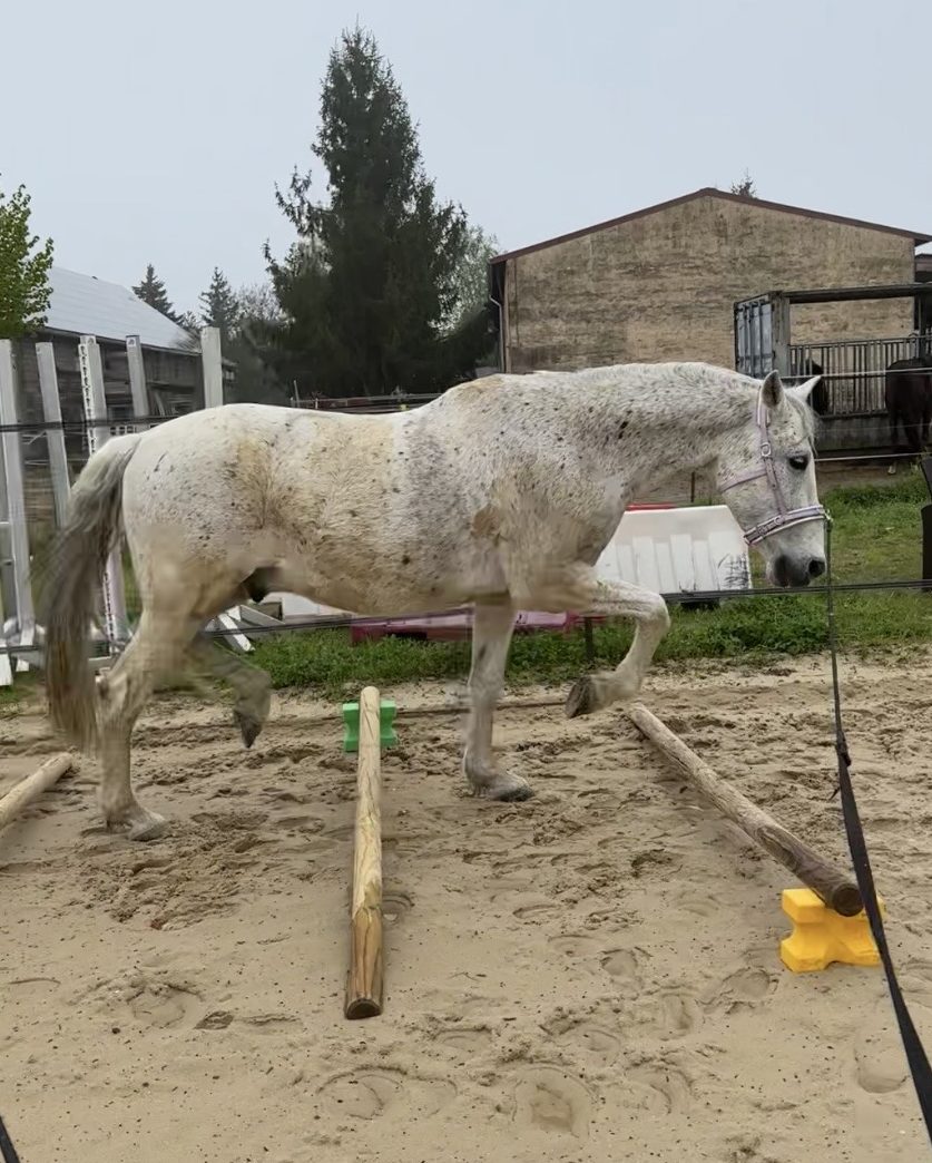 Pferd longiert über Stangen