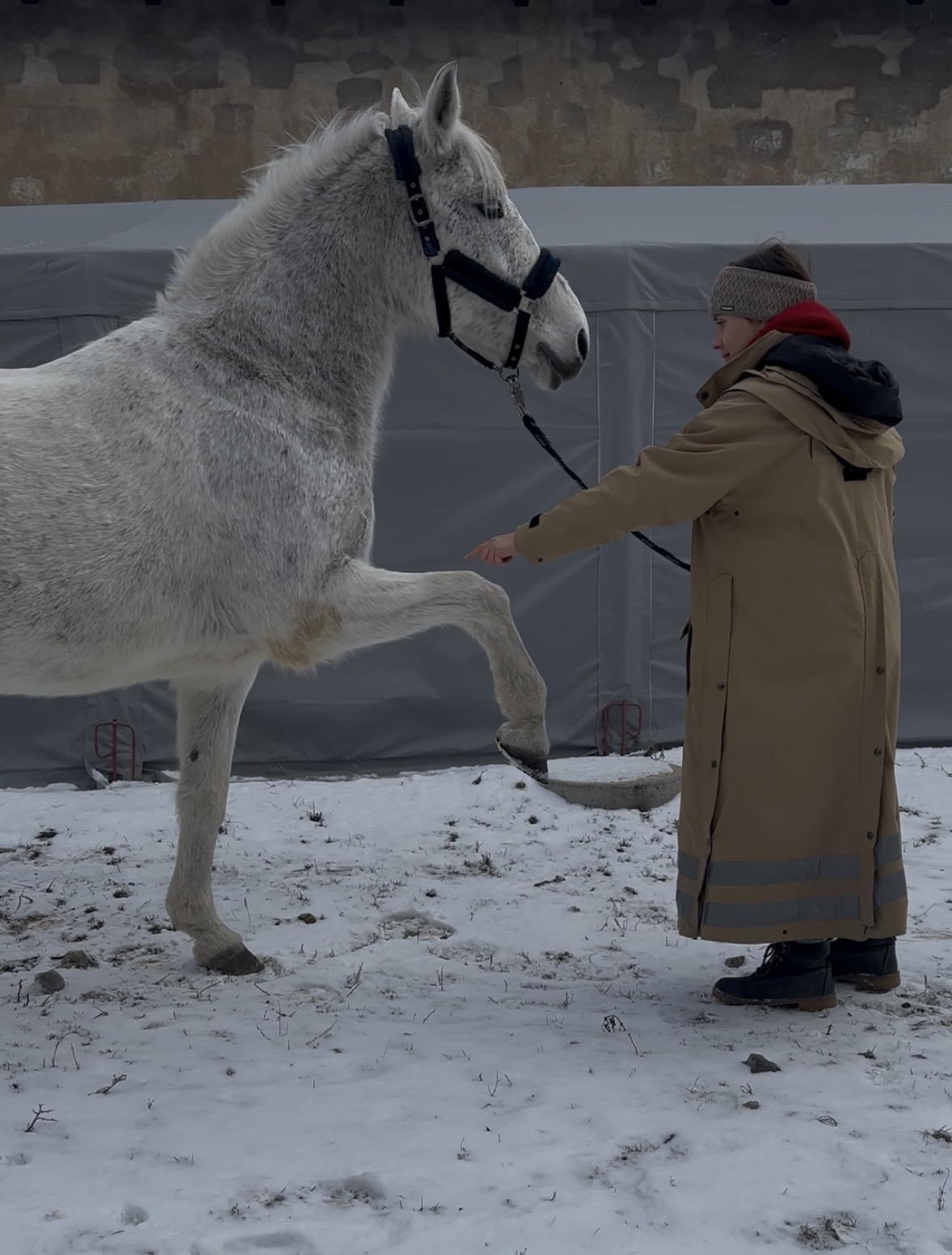 Pferd macht spanischen Gruß