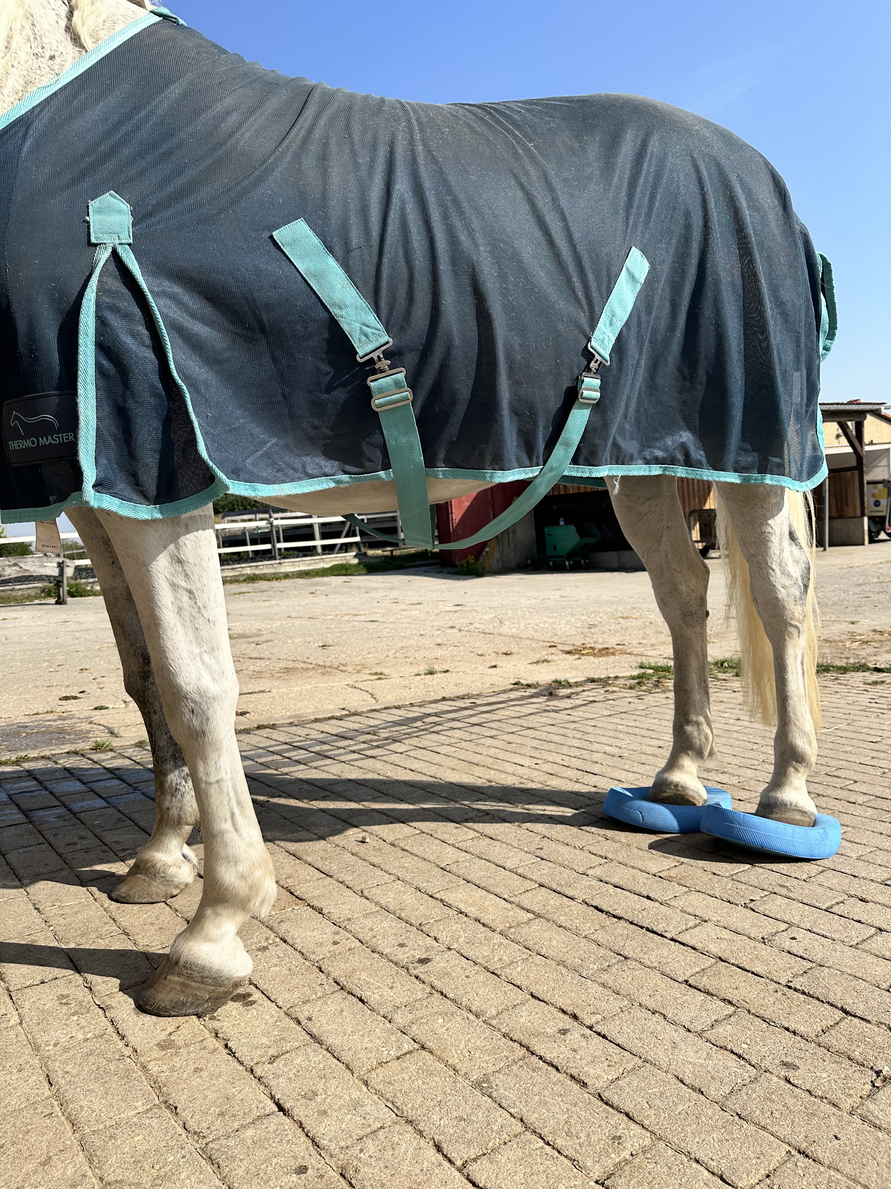 Pferd auf Balance Pads