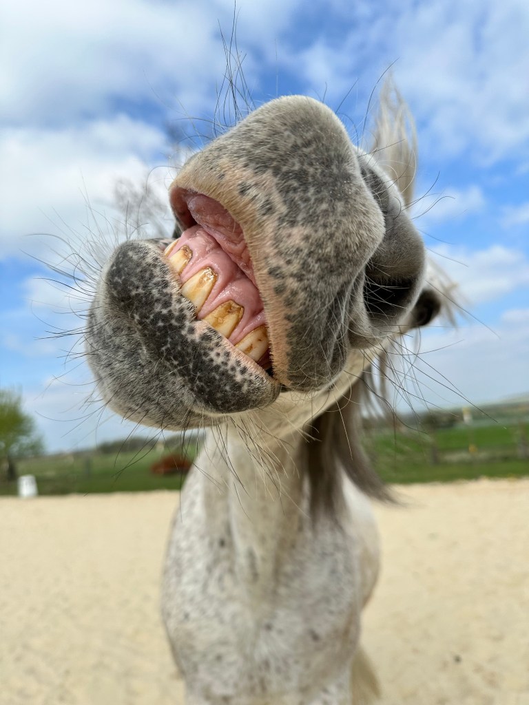 Pferd zeigt Kommando "lächeln"
